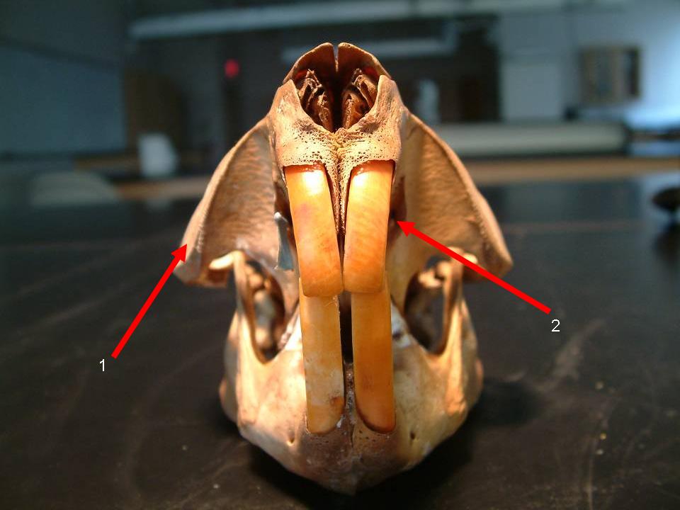 Vole Skull Identification